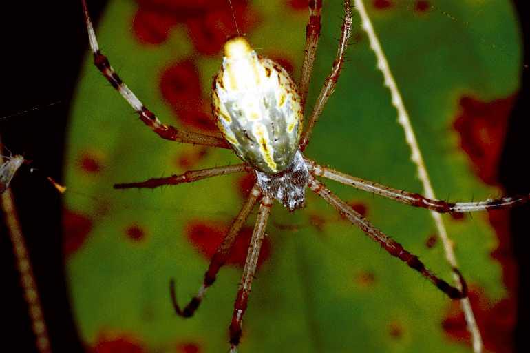 Argiope_extensa_F0815_Z_85_Maurilyan harbour_Australie.jpg